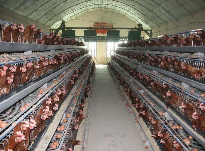 used poultry equipment_shandong tobetter new Products